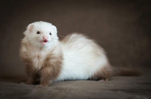 The domestic ferret is the most cheerful pet