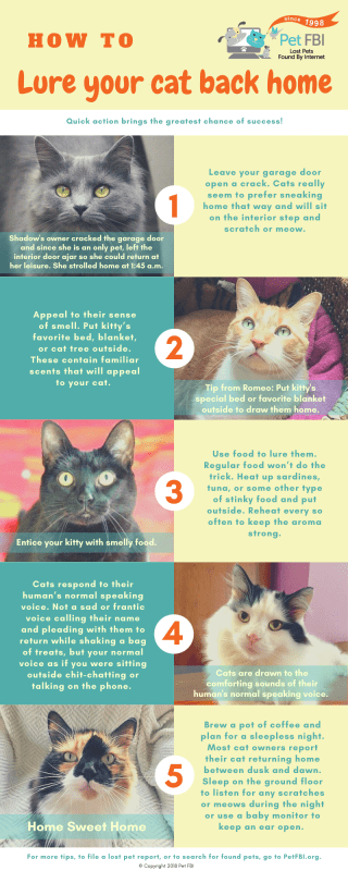 The first days of a cat in a new home: tips and tricks