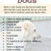 Paraanal glands in dogs: where are they located, how are they treated and how to cleanse them
