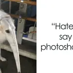 The funniest animals – photo and description