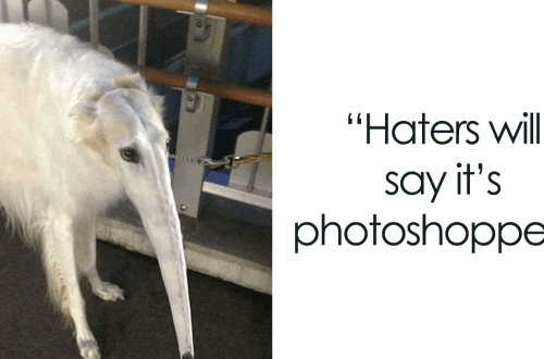 Kõige naljakamad loomad – foto ja kirjeldus