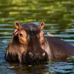 The habitat of hippos in the wild and captivity: what they eat and where danger awaits them