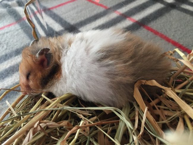 The hamsters belly is swollen: what does it mean and what to do