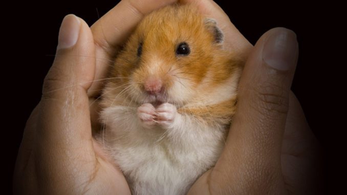 The hamsters hind legs refused: causes and treatment