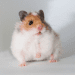 Is it possible to keep a hamster in a jar and a box where to put him if there is no cage