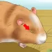 What to do if the hamster lies and does not move, but breathes
