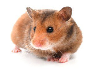 I gammi posteriori di u hamster rifiutanu: cause è trattamentu