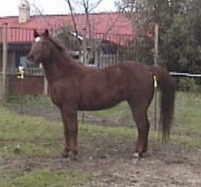 The head and neck of a horse. What do they have to do with balance?