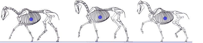 The head and neck of a horse. What do they have to do with balance?