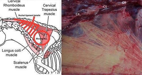 The head and neck of a horse. What do they have to do with balance?