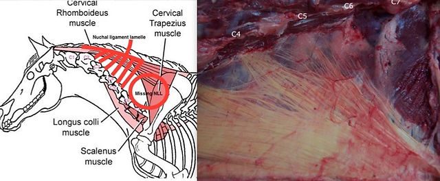 The head and neck of a horse. What do they have to do with balance?