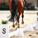 The horse constantly breaks from a trot into a canter. Why?