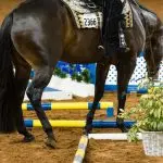 The horse is in a hurry to an obstacle: how to work with it?
