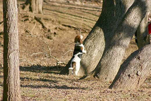 The hunting instinct in a dog: why they run after squirrels