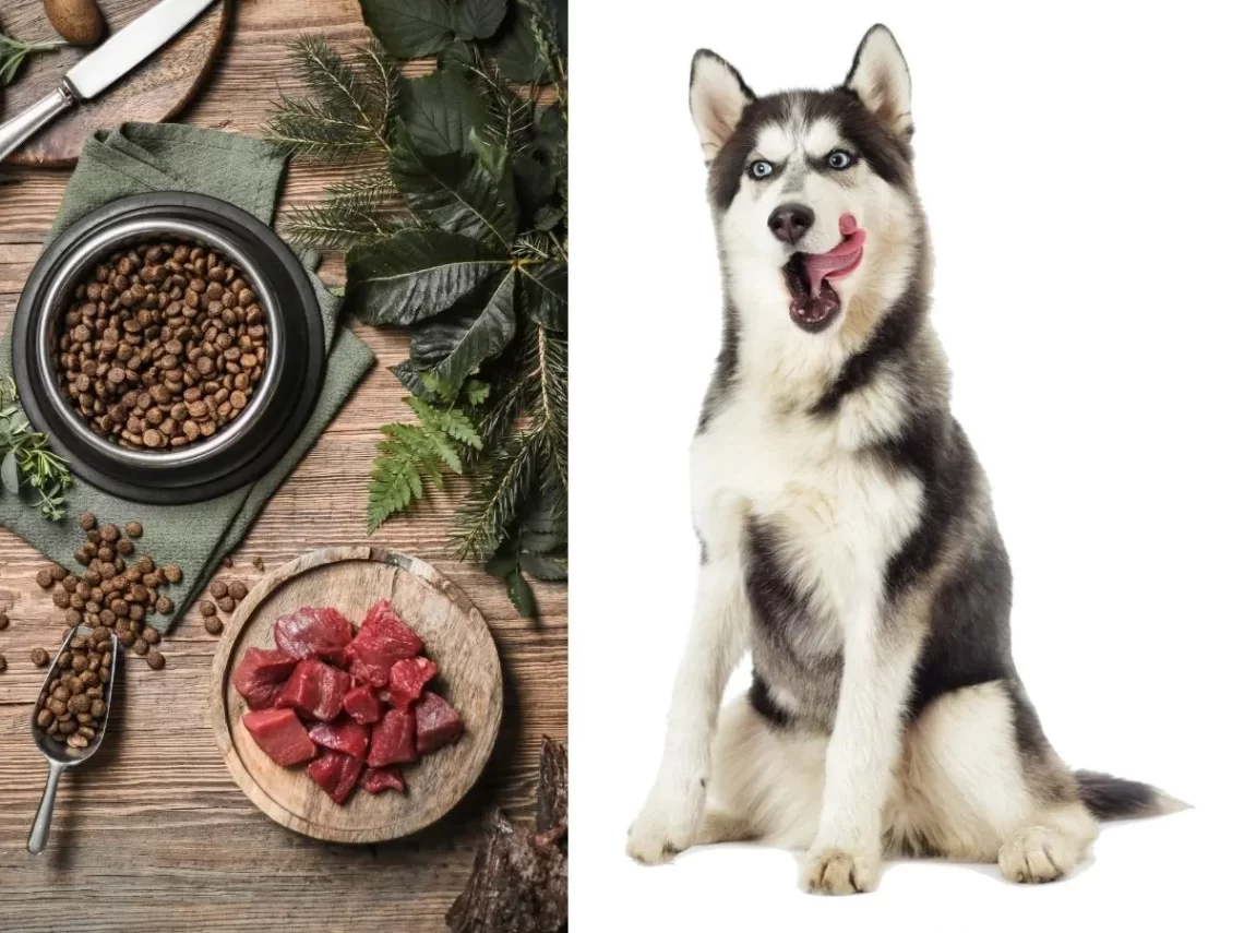 The ideal diet for a husky: what can and cannot be fed to a dog?