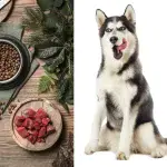 The ideal diet for a husky: what can and cannot be fed to a dog?