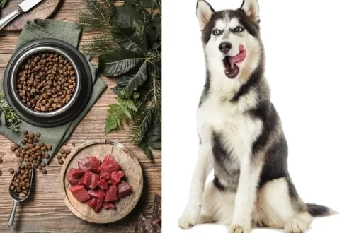Ideaalne dieet huskyle: mida saab ja mida mitte koerale sööta?