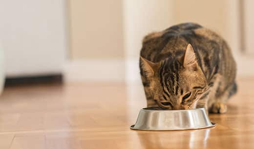 The importance of fiber in cat food