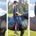 Communication with the horse: communication in riding