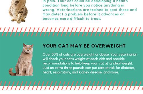 The Importance of Preventive Vet Visits with an Elderly Cat