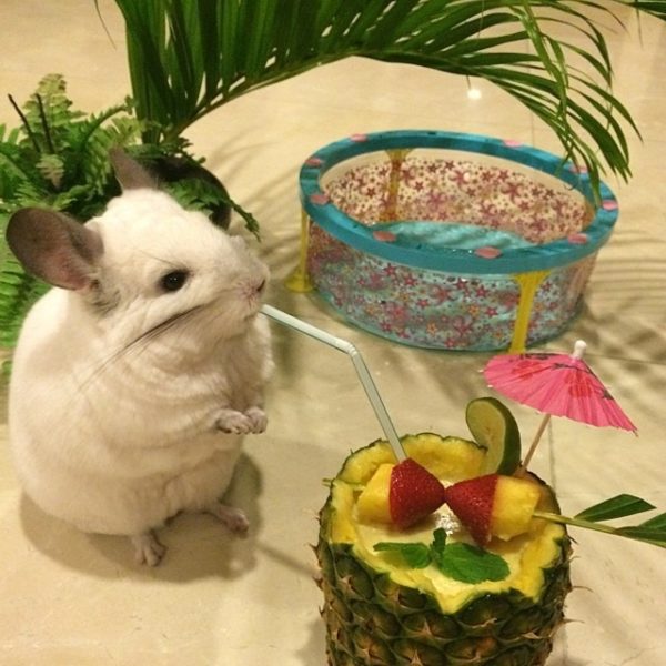 The importance of water in the life of a chinchilla