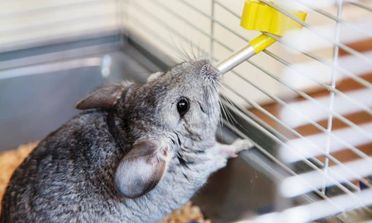 The importance of water in the life of a chinchilla