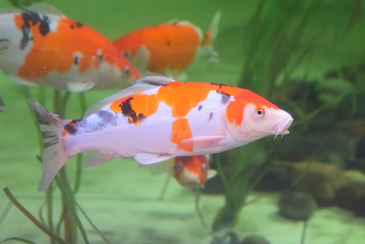 The largest and smallest aquarium fish