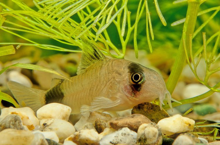 The largest and smallest aquarium fish