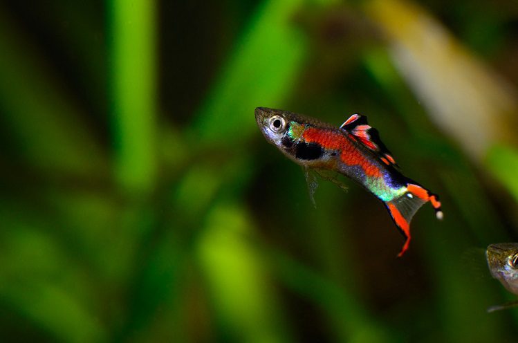 The largest and smallest aquarium fish