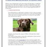 The largest dog breeds: description, benefits and recommendations for keeping