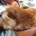 The largest guinea pig is called kui (description and photo)
