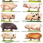 The largest pigs, breeds in the world, photos and reasons for their short life
