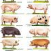 Decorative piglets: types of small pigs, their care and how to choose