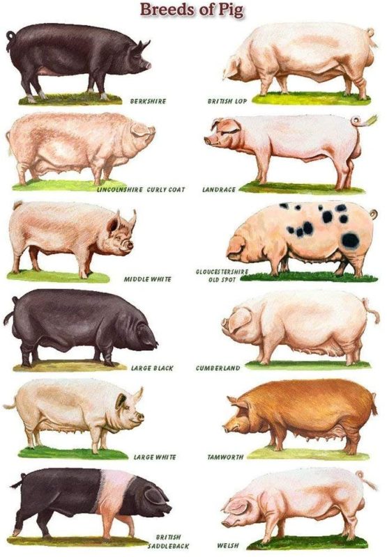 The largest pigs, breeds in the world, photos and reasons for their short life