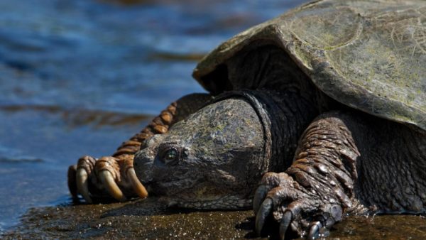 The largest turtle in the world - the top largest turtles on the planet