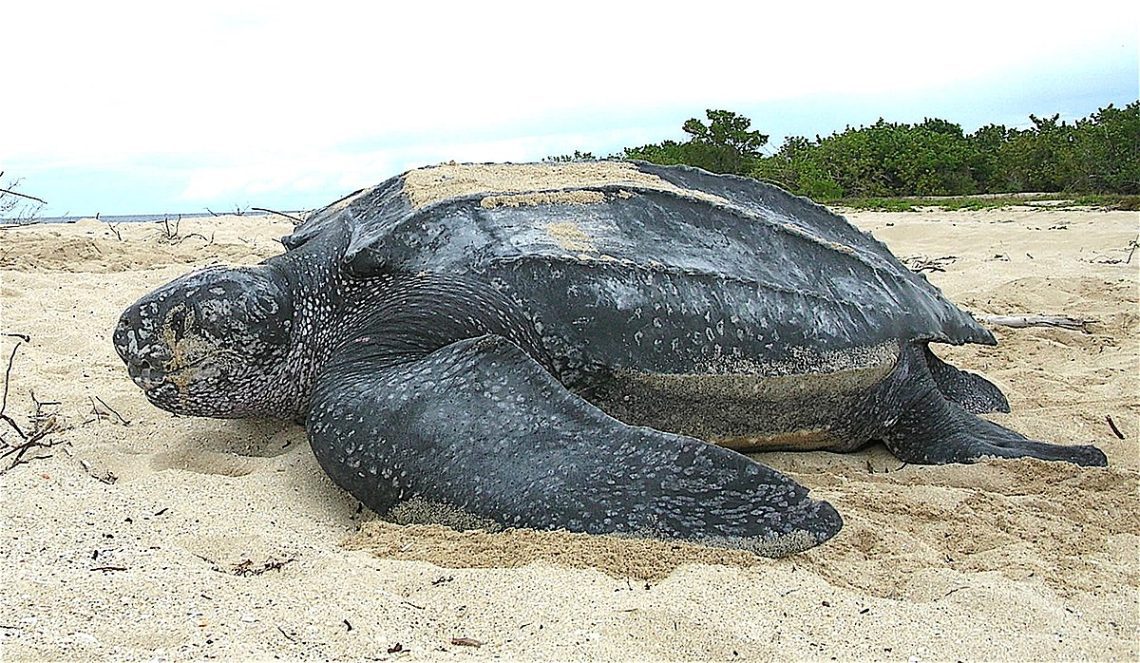 The largest turtle in the world &#8211; the top largest turtles on the planet