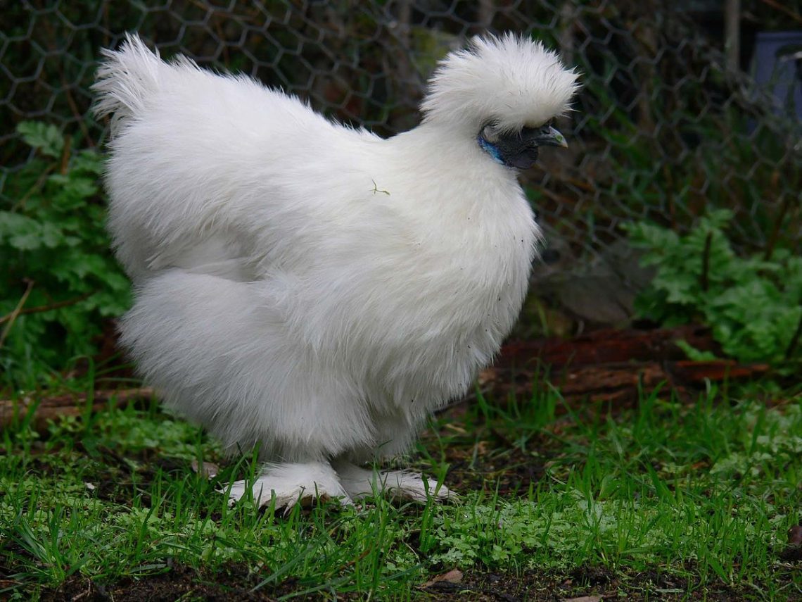 The main characteristics of the breed of chickens &#8211; Chinese silk