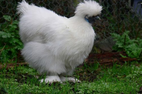 The main characteristics of the breed of chickens &#8211; Chinese silk