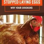 The main reasons why chickens do not lay eggs and how to solve this problem