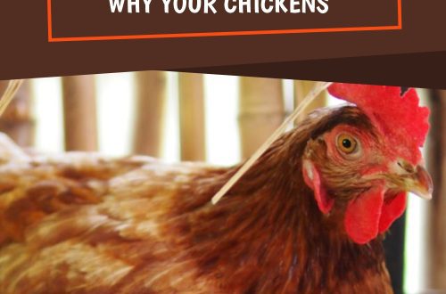 The main reasons why chickens do not lay eggs and how to solve this problem