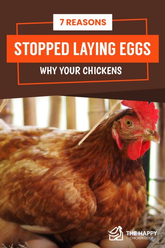 Peamised põhjused, miks kanad ei mune ja kuidas seda probleemi lahendada
