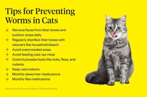 The main symptoms of worms in cats and kittens &#8211; prevention and treatment of helminthiasis