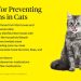 Cats get sick too: problems of the genitourinary system, and why the cat can&#8217;t pee