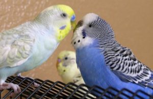 The mating season of parrots and its features