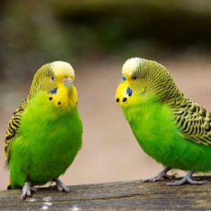 The mating season of parrots and its features