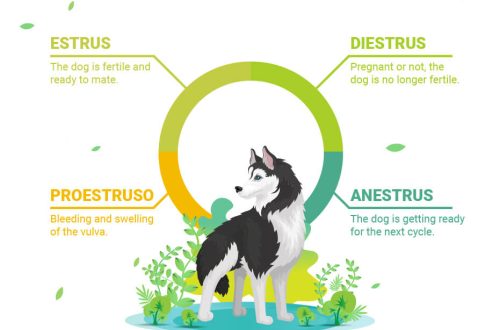 The menstrual cycle in dogs: what it is and how to prepare for it