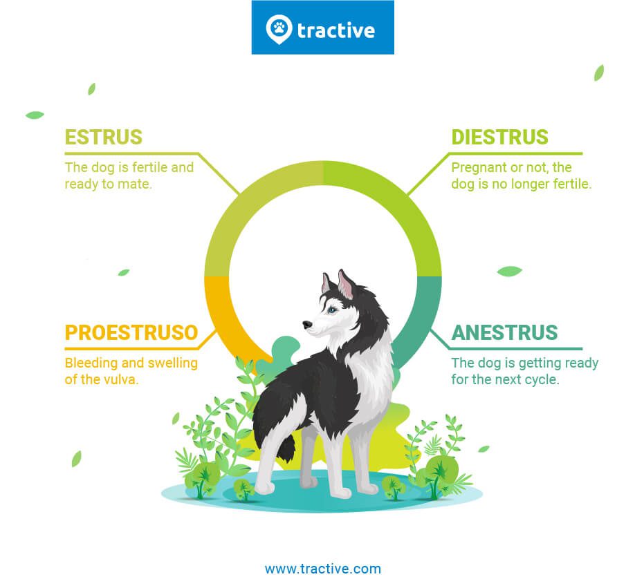 The menstrual cycle in dogs: what it is and how to prepare for it
