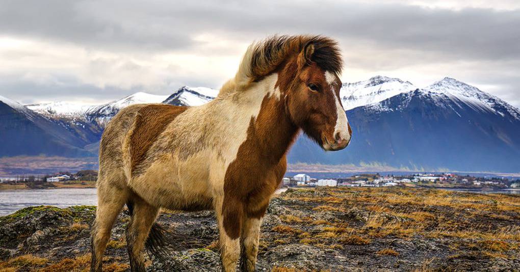 The most beautiful horse breeds in the world: top 10