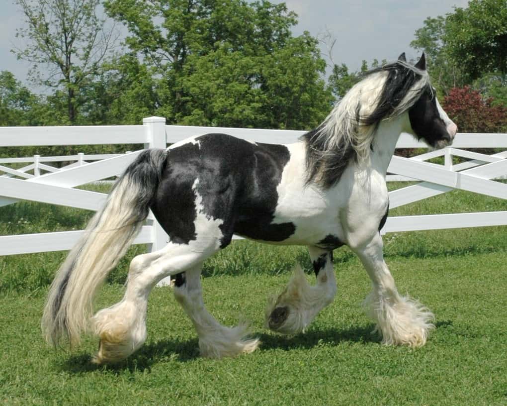 The most beautiful horse breeds in the world: top 10