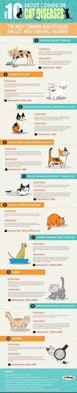 The most common diseases of cats
